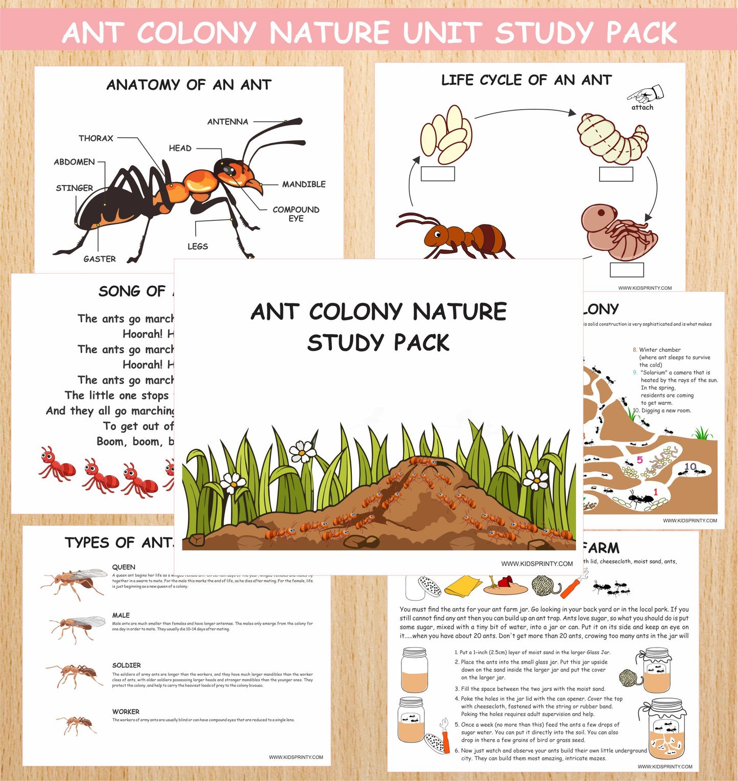 Ant Colony Nature Unit Study pack (13 Pages)