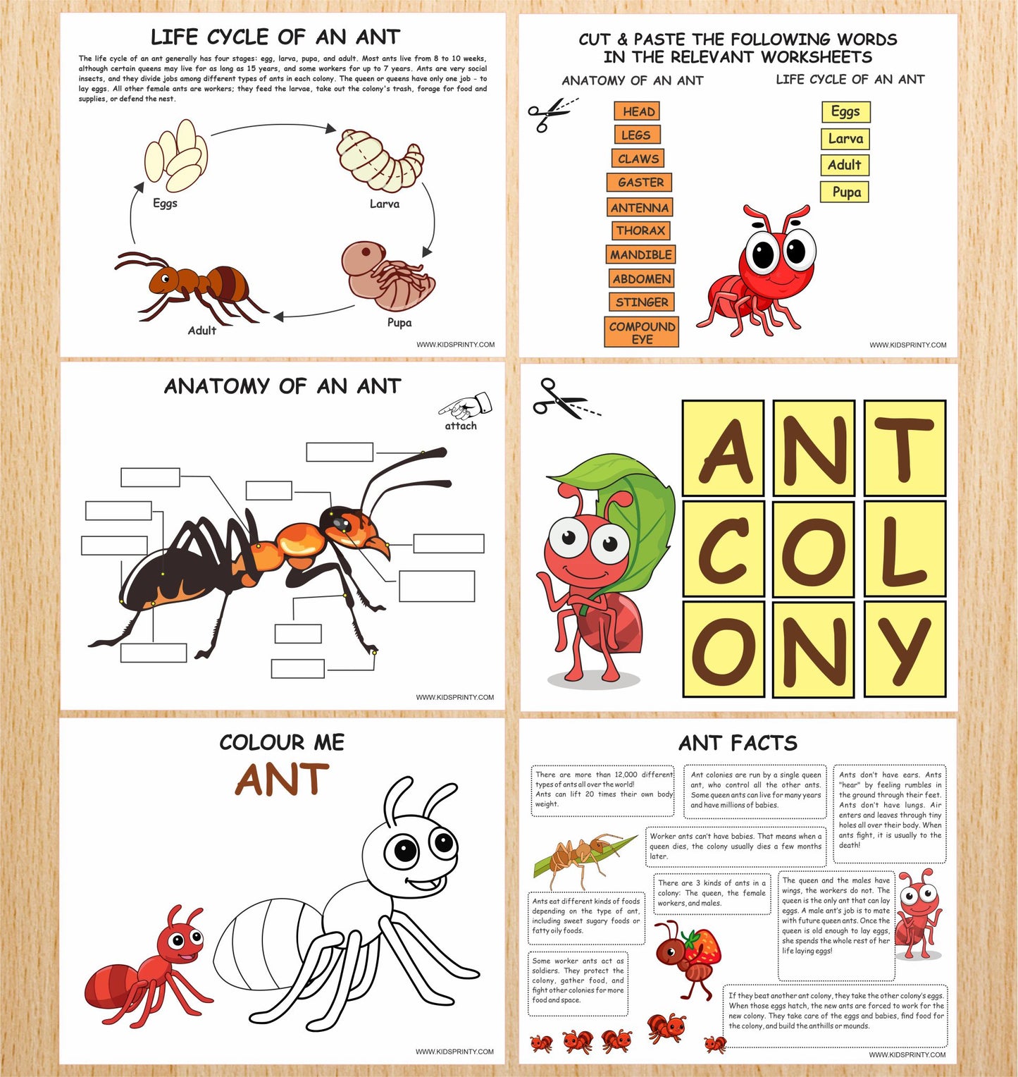 Ant Colony Nature Unit Study pack (13 Pages)