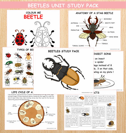 Beetles Unit Study Pack (11 Pages)