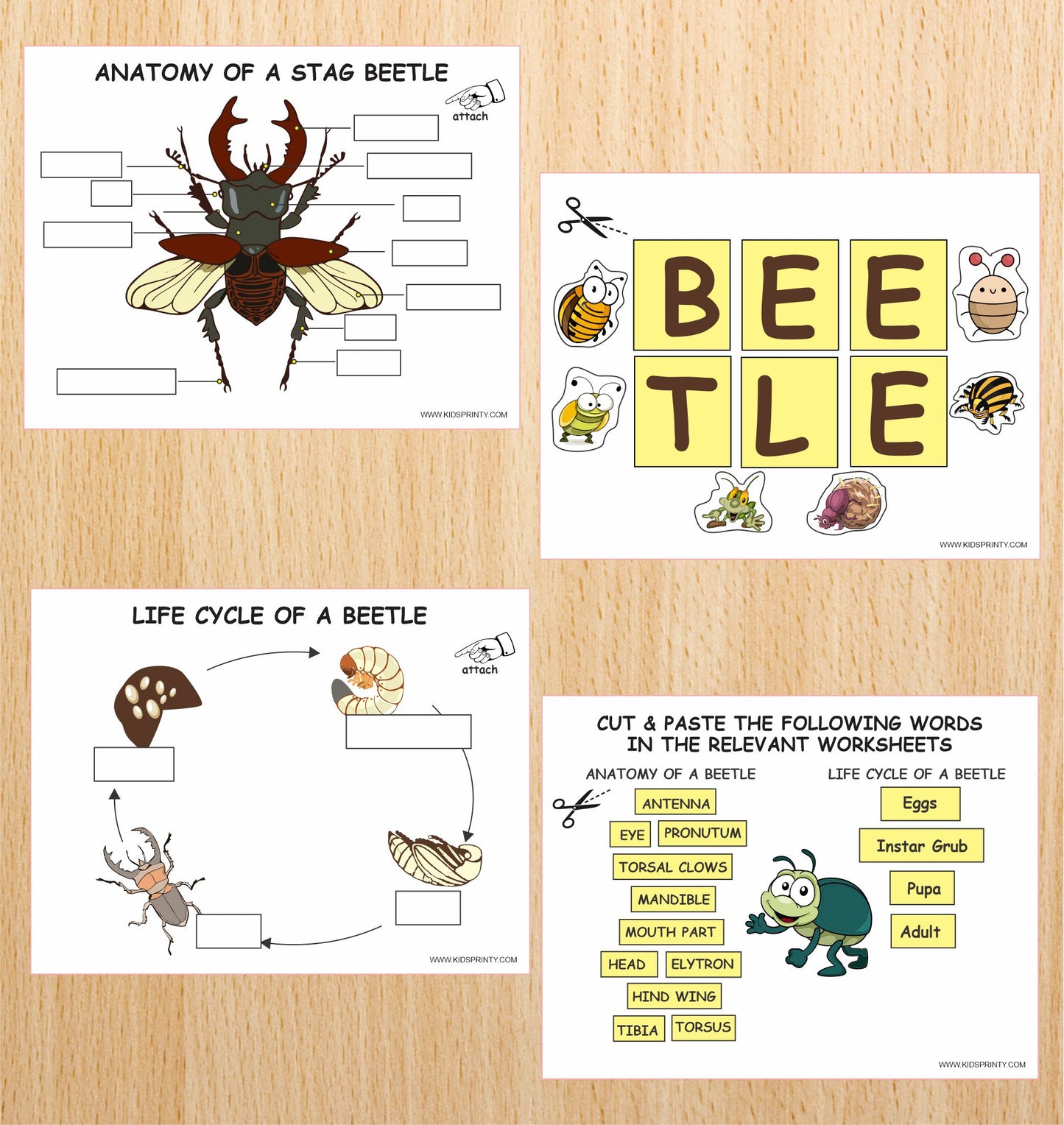 Beetles Unit Study Pack (11 Pages)