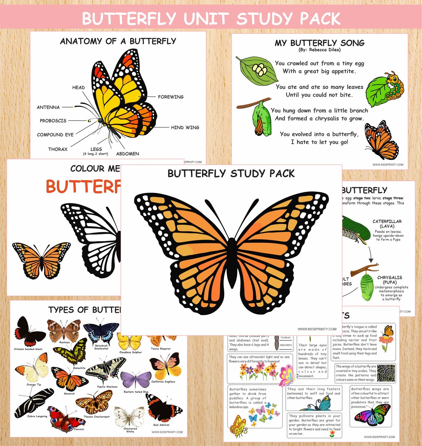 Butterfly Unit Study Pack (12 Pages)