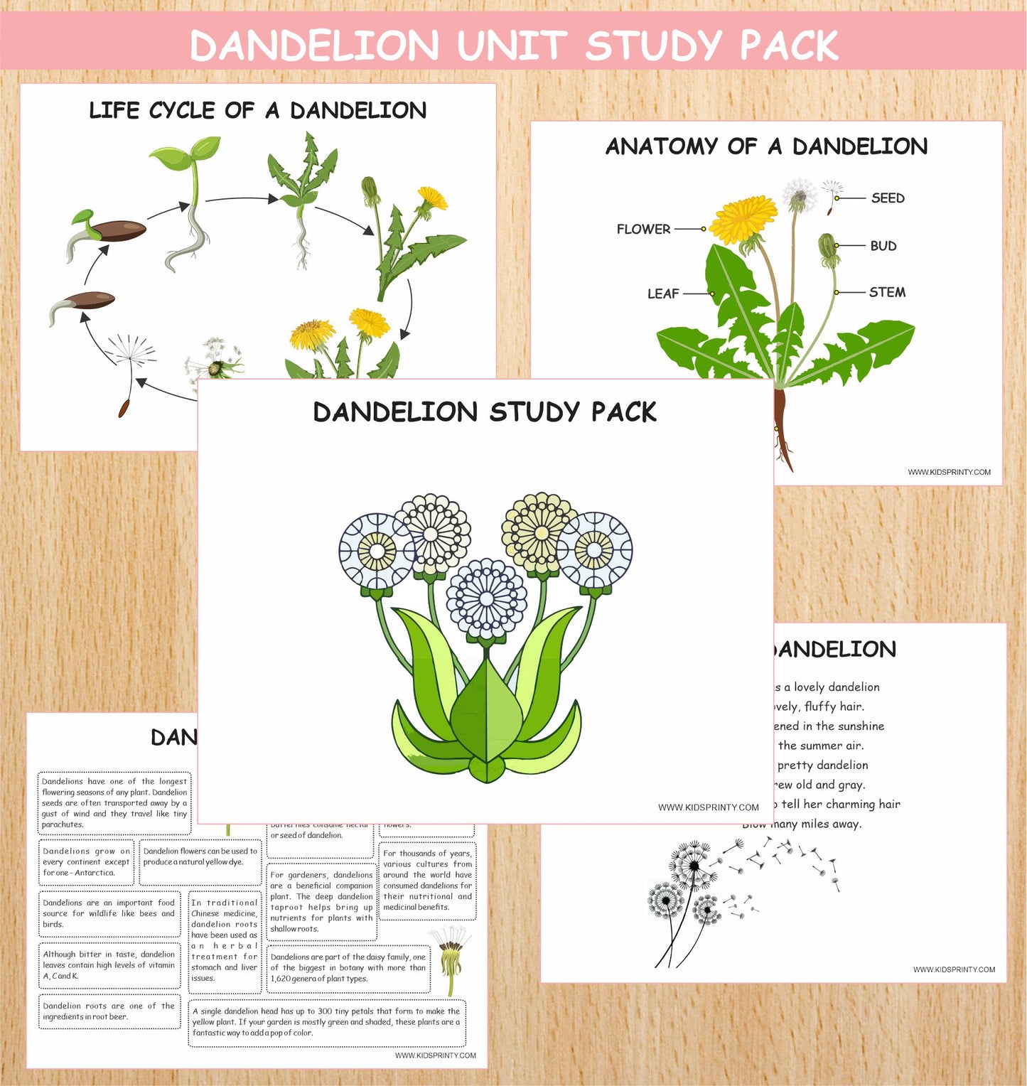 Dandelion Unit Study Pack (8 Pages)