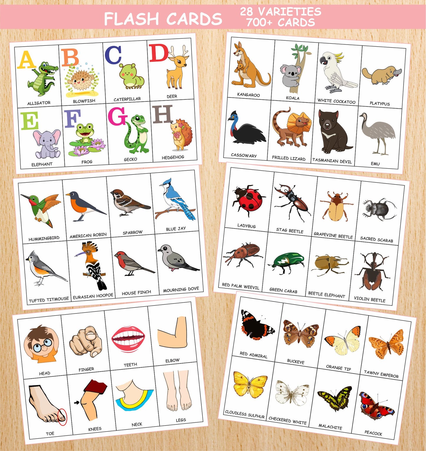 Flashcards bundle (700+ Cards)