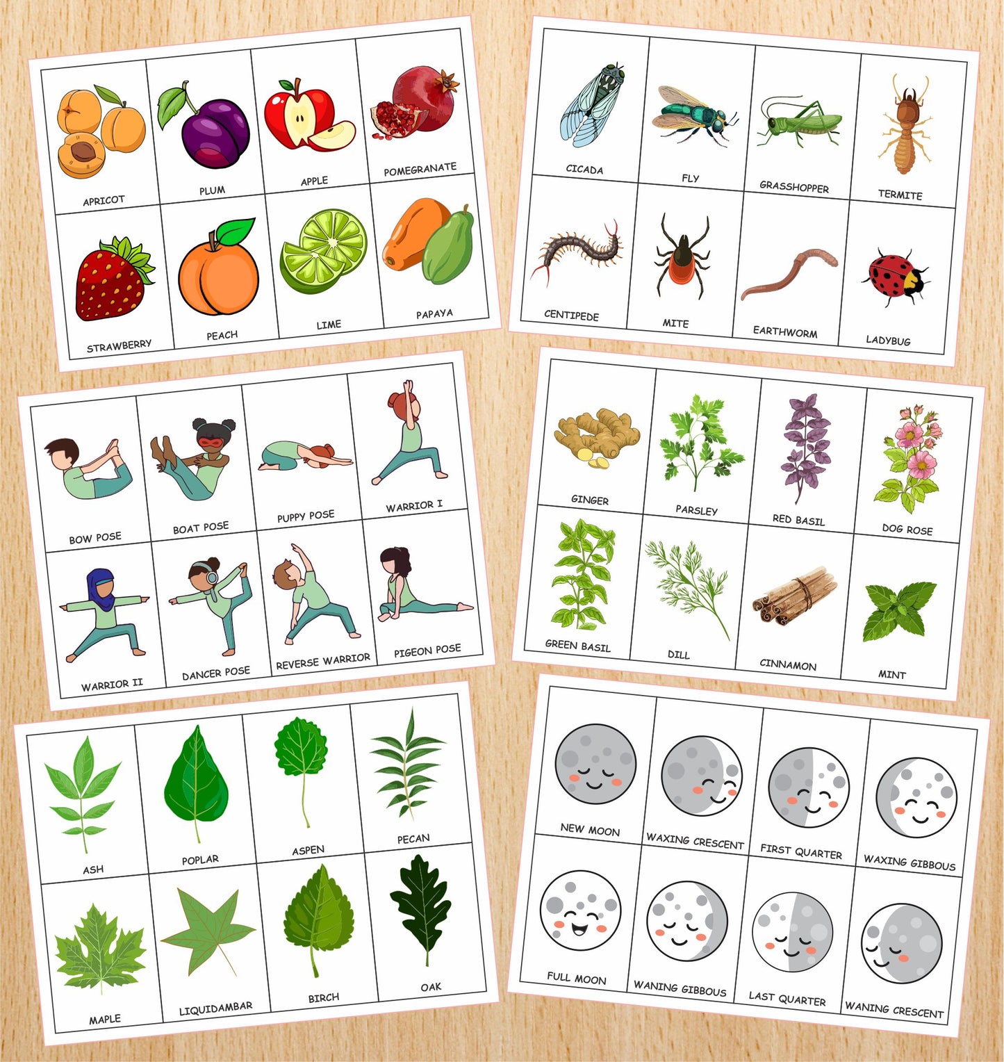 Flashcards bundle (700+ Cards)