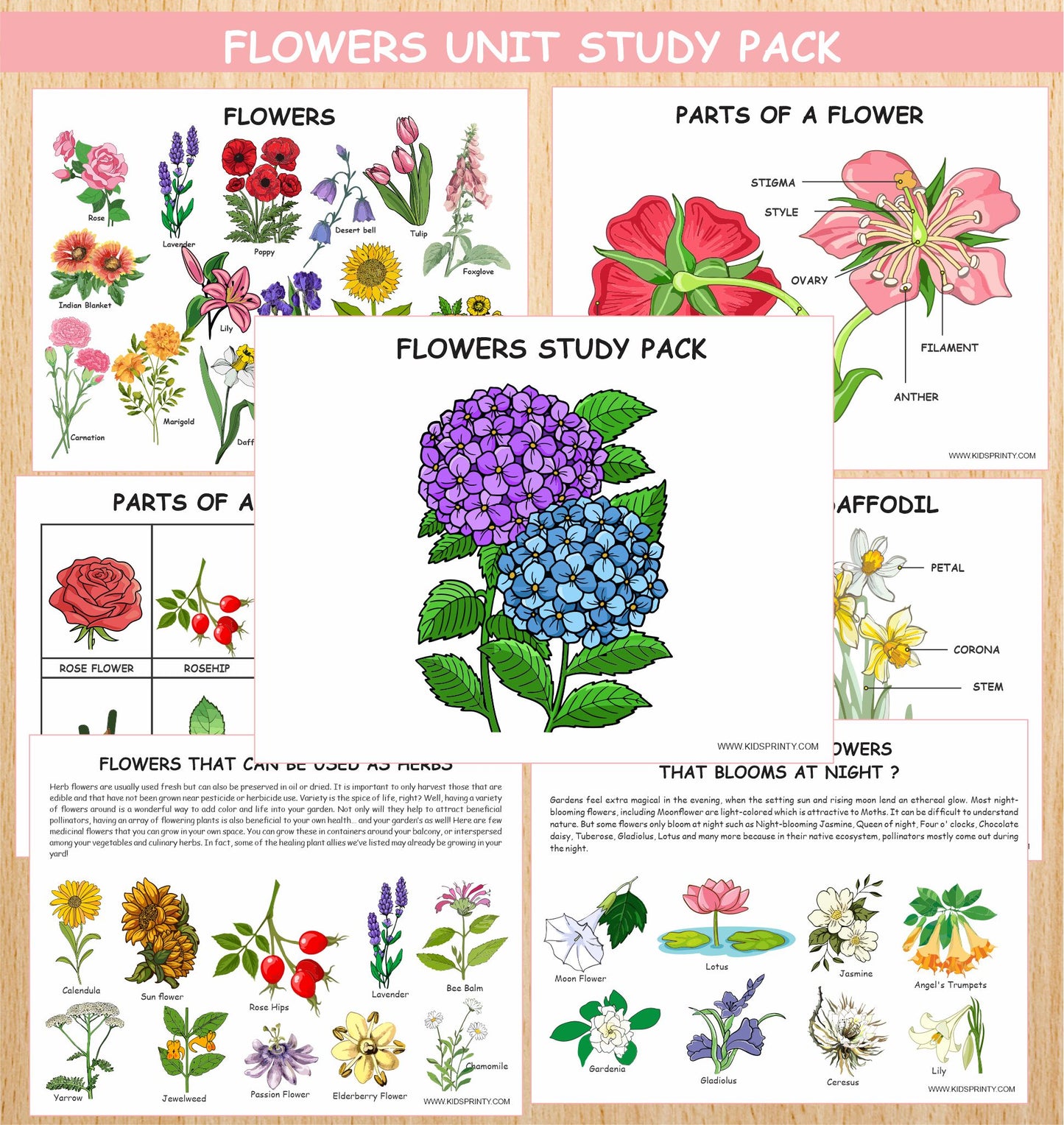 Flowers Unit Study Pack (12 Pages)