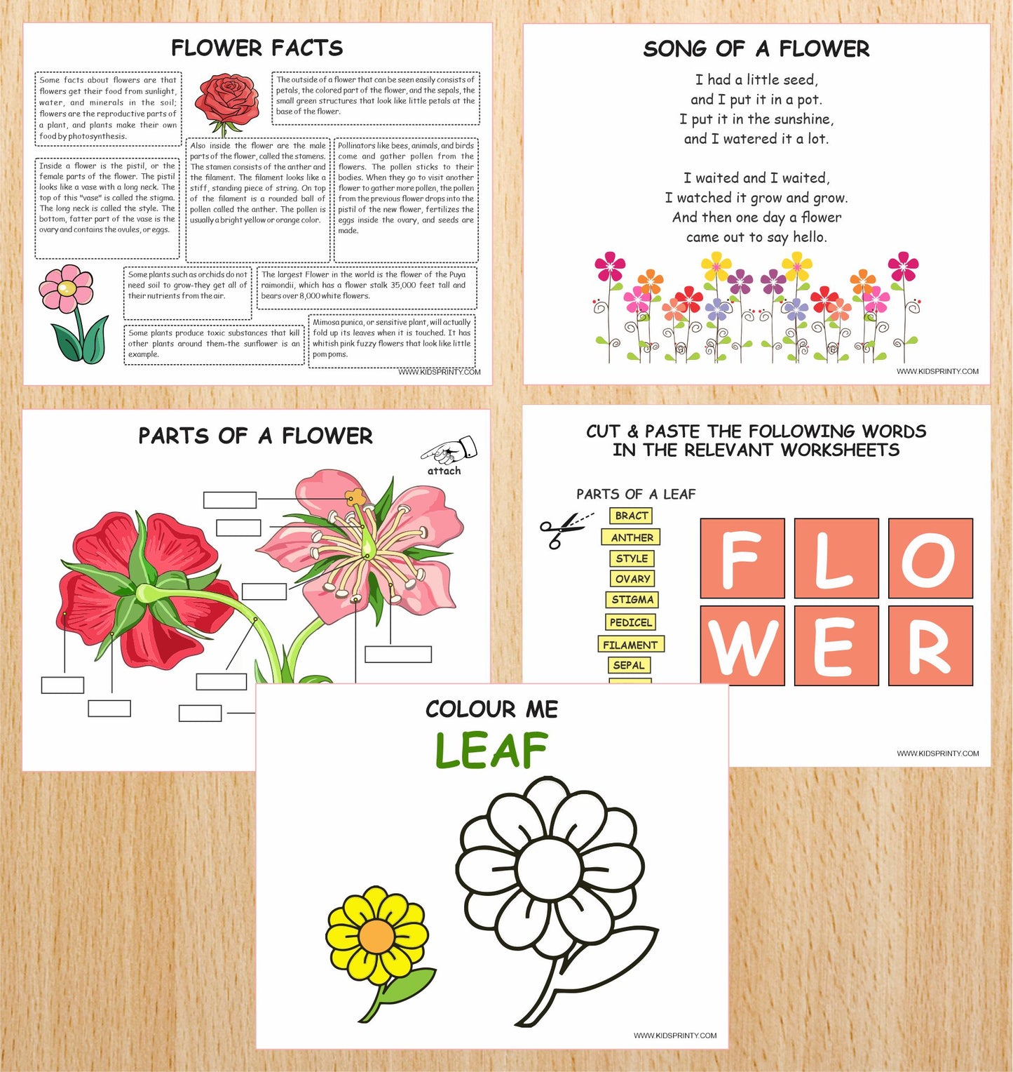 Flowers Unit Study Pack (12 Pages)