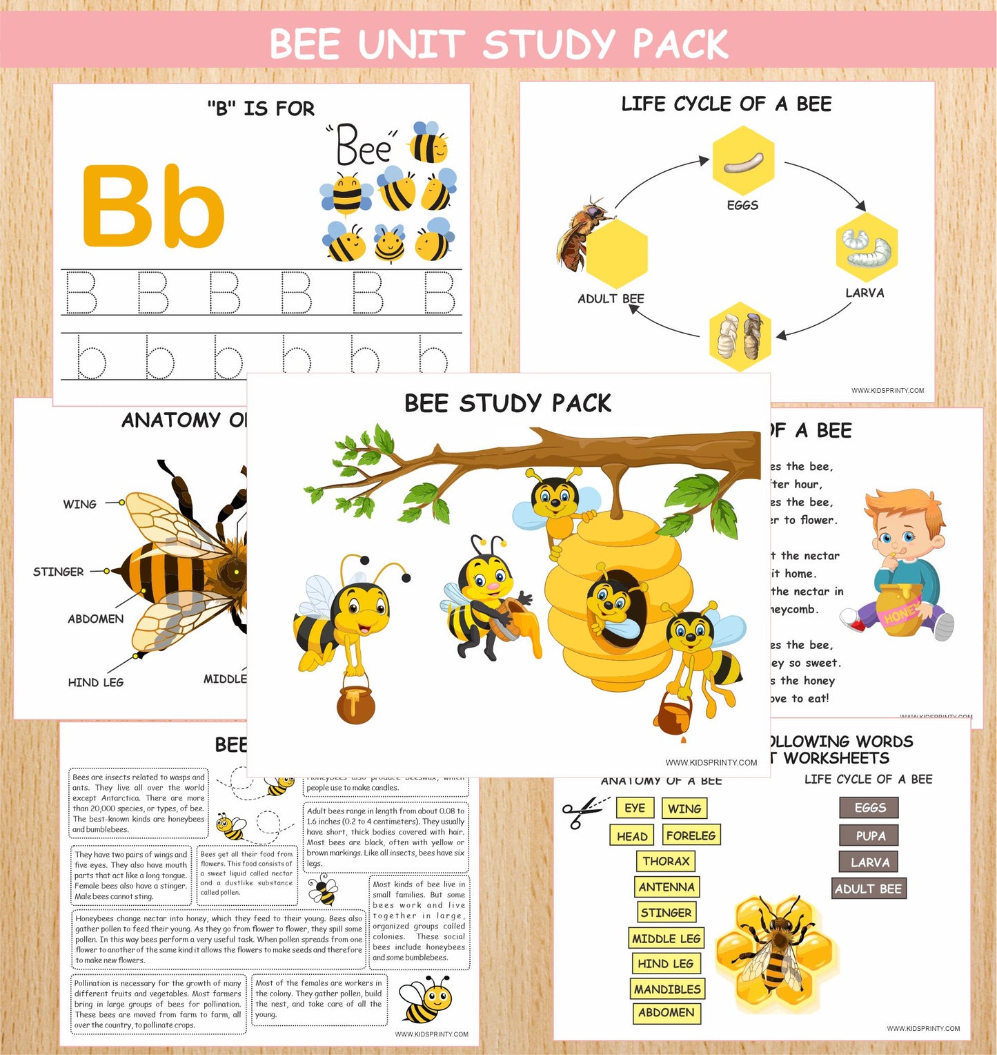 Honey Bee Unit Study Pack (12 Pages)