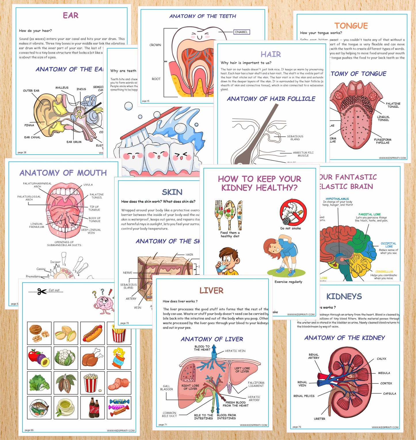 Human Anatomy Busy Book (135 Pages)