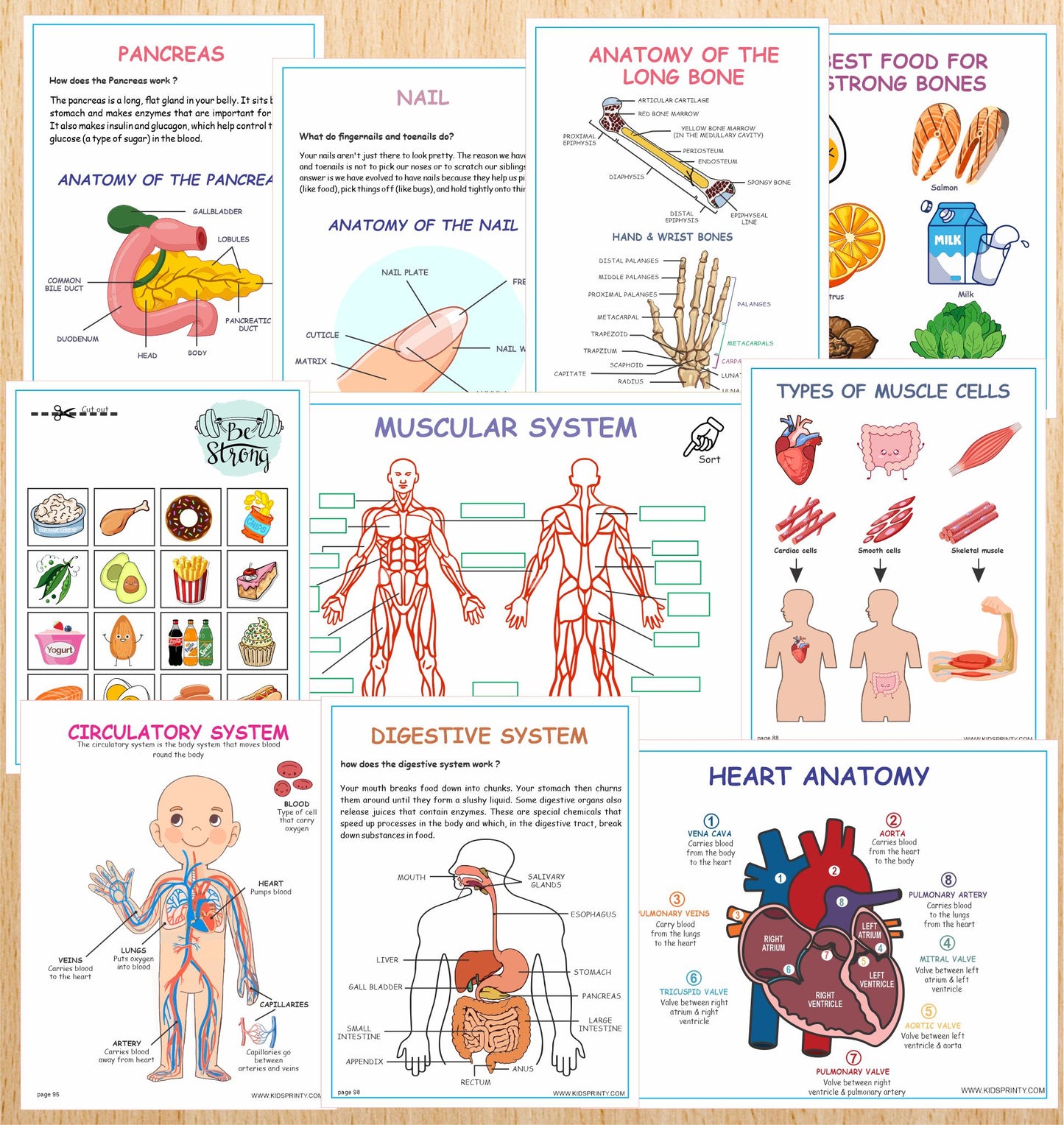 Human Anatomy Busy Book (135 Pages)