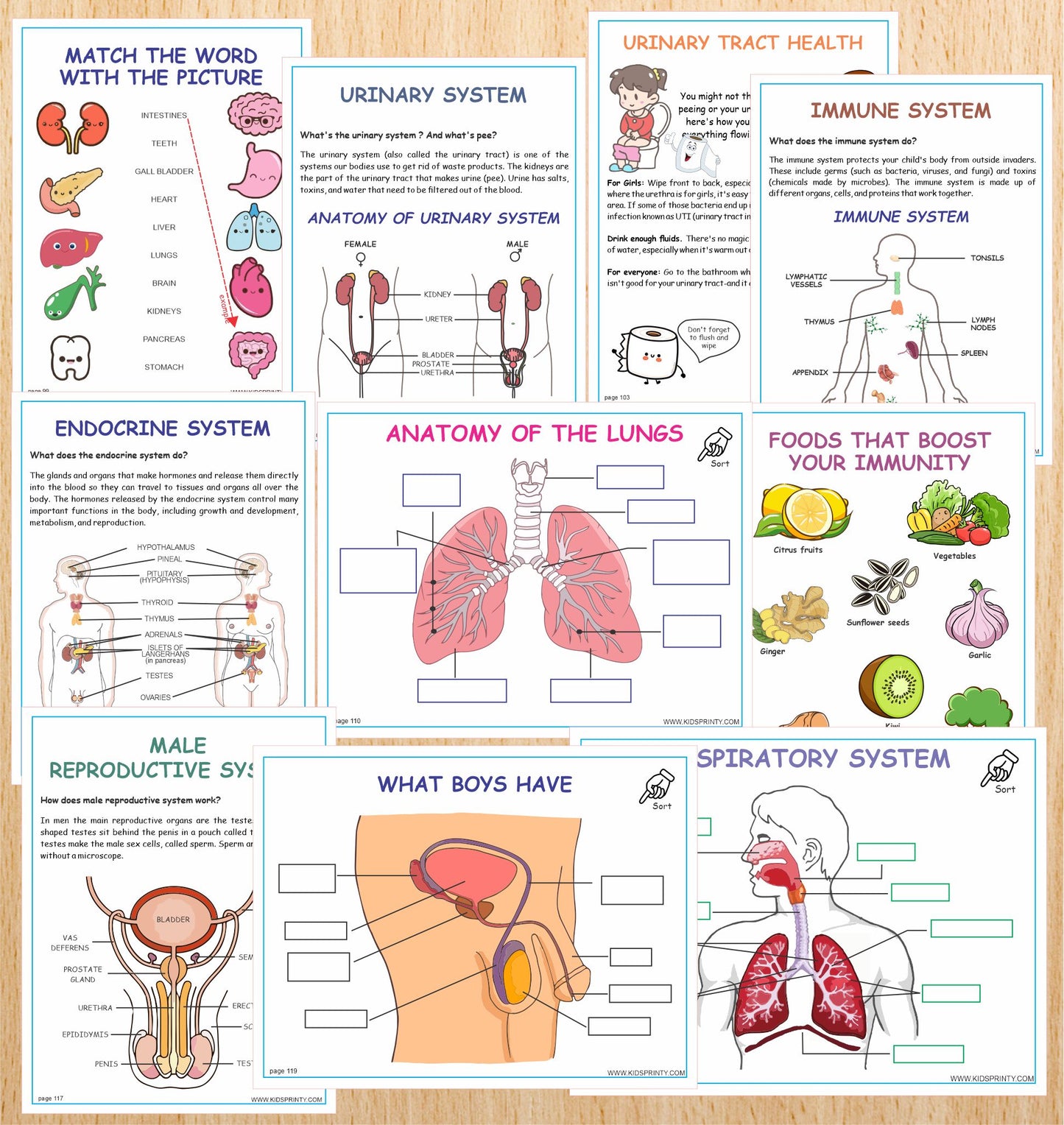 Human Anatomy Busy Book (135 Pages)