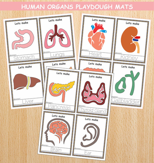 Human Organs Play Dough Mats (12 Visual Cards)