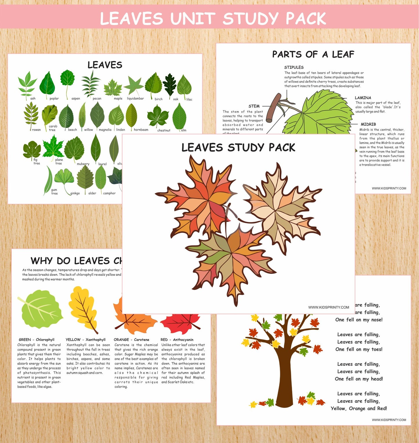 Leaves Unit Study Pack (10 Pages)