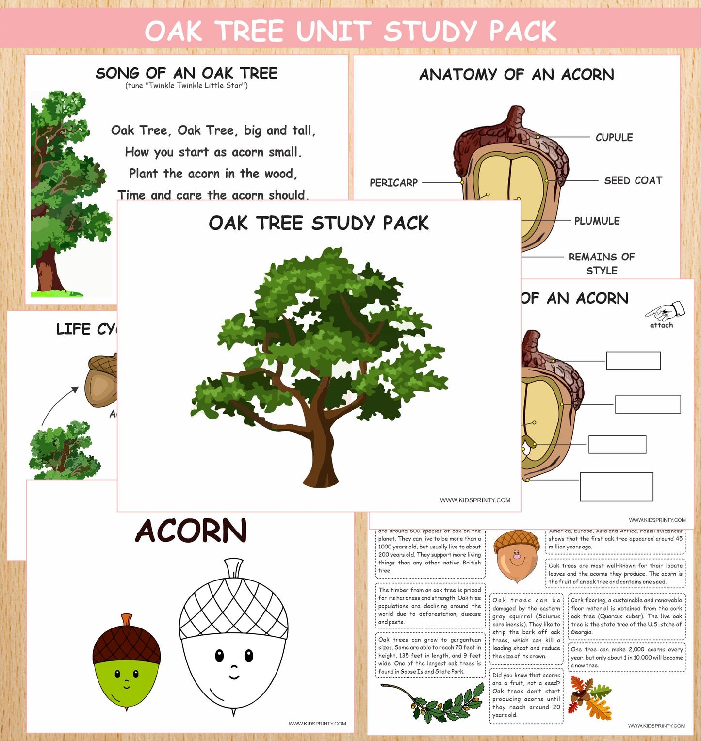 Oak Tree Unit Study Pack (13 Pages)