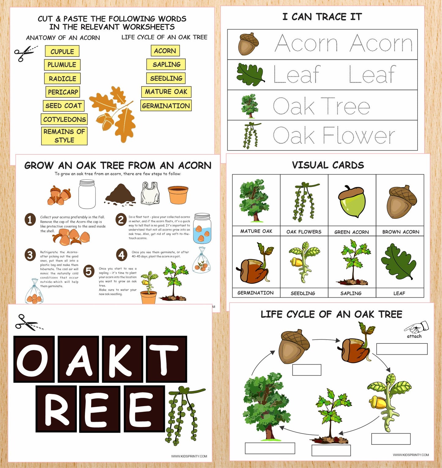 Oak Tree Unit Study Pack (13 Pages)