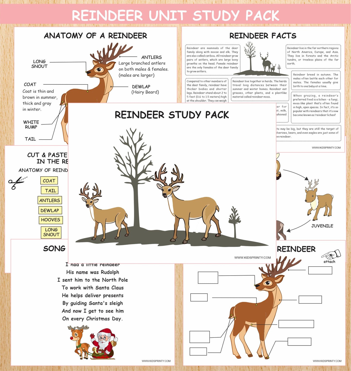 Reindeer Unit Study Pack ( 11 Pages)