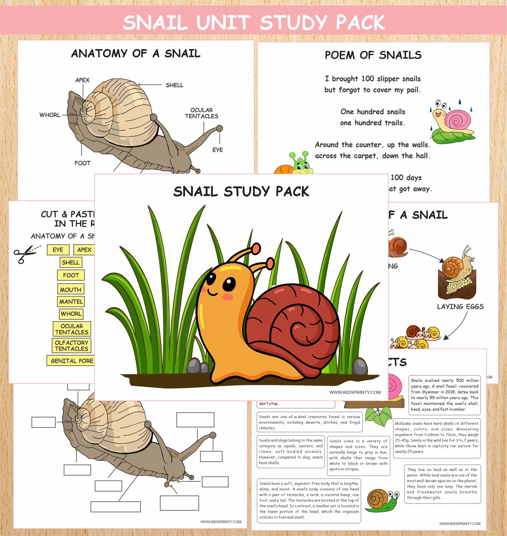 Snail Work Question Snail Unit Study Pack (12 Pages) – Kids Printy