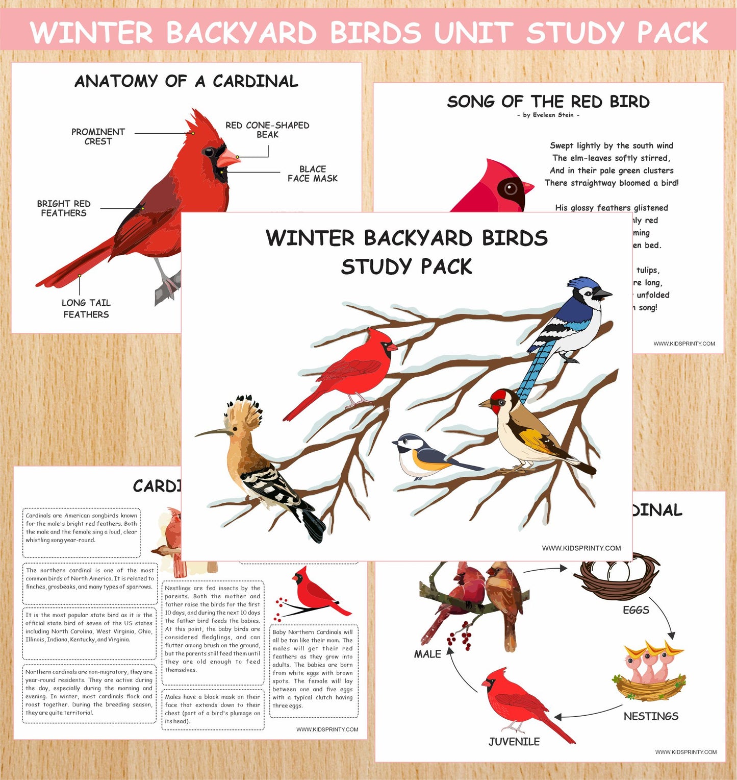 Winter Backyard Birds Unit Study Pack (13 Pages)