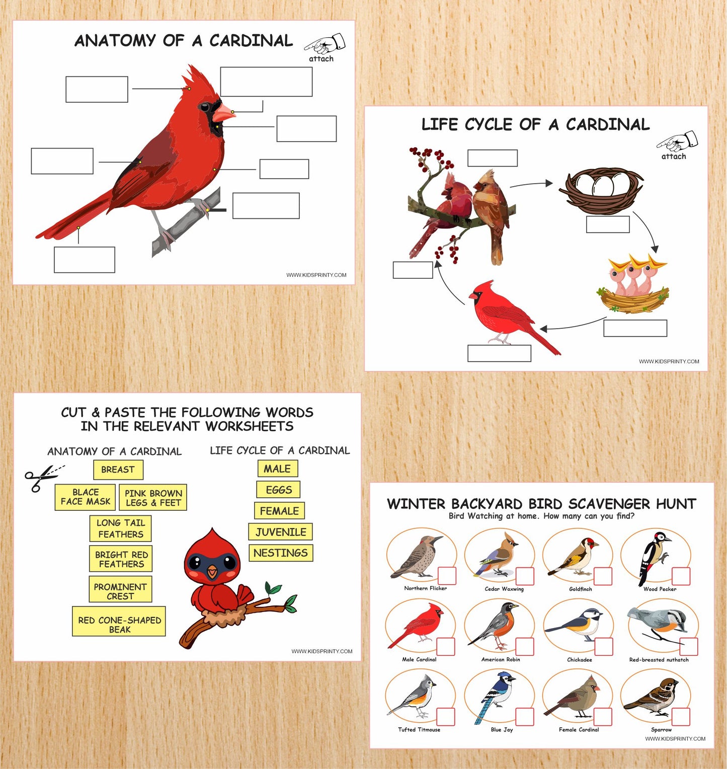 Winter Backyard Birds Unit Study Pack (13 Pages)